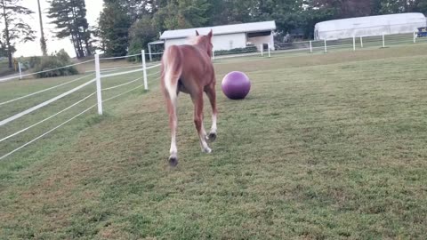 Playtime with my horse