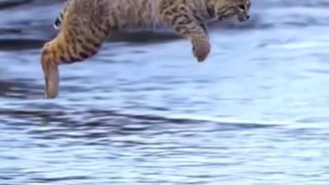 Tiger Jumping