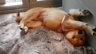 Shiba puppy just can't get comfy