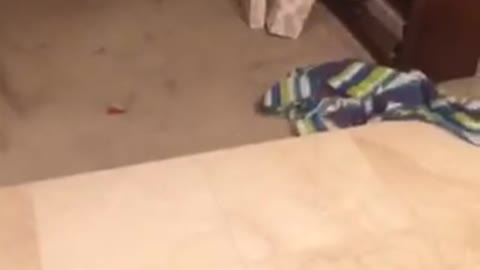 Cat chasing rolling ball around living room