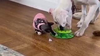 Bulldog Completely Mesmerized By Cat's Toy