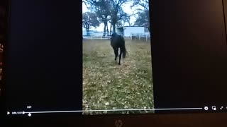 Two beautiful thoroughbred race horses playing outside