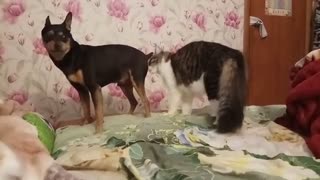 Small Dogy Ran After His Friend Cat