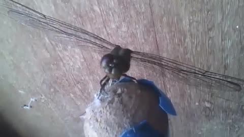 Green and brown dragonfly lands on a broom [Nature & Animals]