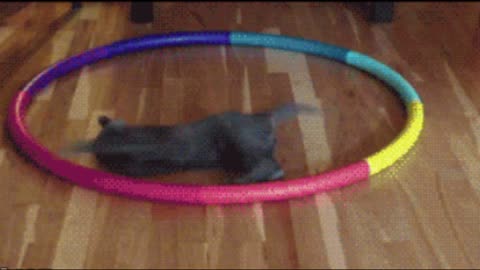 Gif video of cat playing with hula hoop