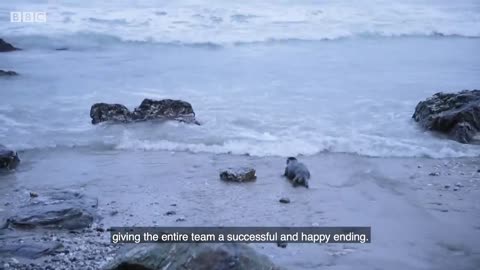 Rescuing Adorable Grey Seals | Wild Rescue | BBC Earth