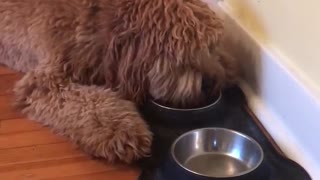 Brown dog eating food and wanting more
