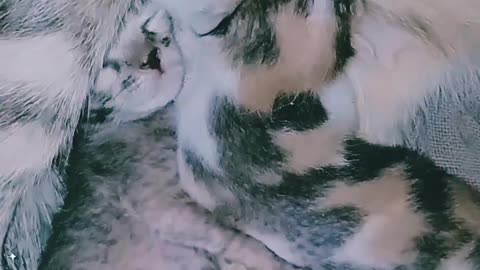 Cute Cat videos Shorts_funny_video_cat_and_dog