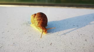 Magic snail