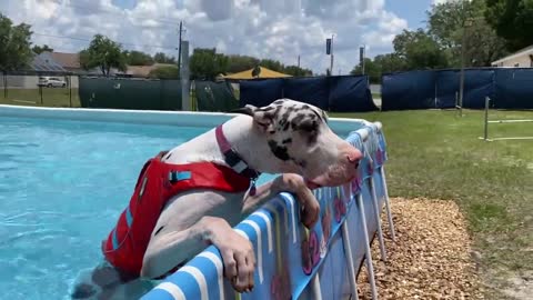 Great Dane stands in the pool to chill out