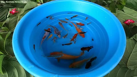 Koi_Carp_Fish_Goldfish_Guppy_Guppies_Molly_Fish_-_Cute_animals_Videos