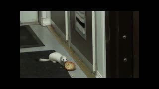 White Ferret Struggles To Get Stolen Biscuit Through Air Vent