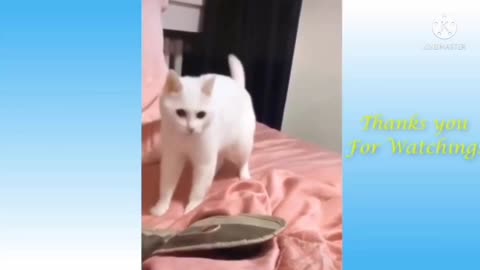Funny and Cute Cat's Life