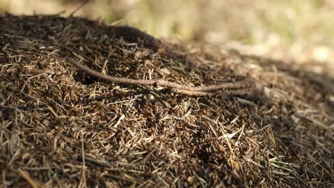 Harnessing Nature’s Genius: Scientists Uncover Secret Mechanics of Fire Ant Rafts