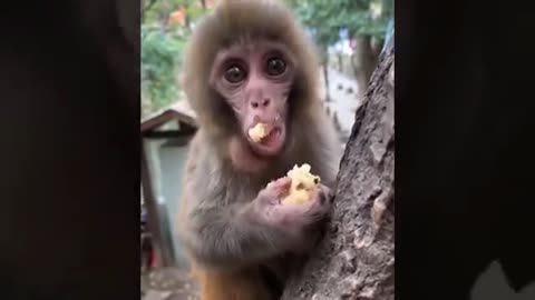 funny monkey video 14