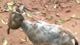 Baby monkey climbs goat