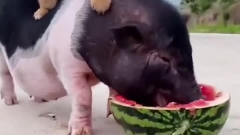 Cute dog riding a pig