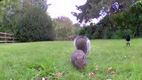 Grey squirrel eating nuts in an English garden