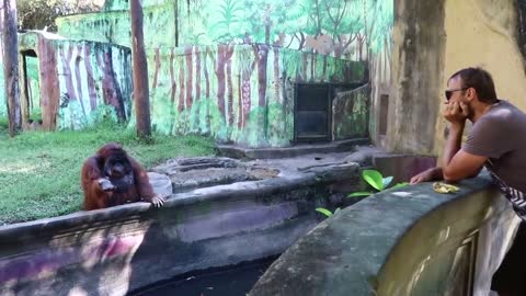 orangutan mike throws food at me