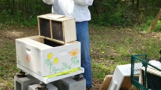 The Frank Bee Hive, the bees arrive