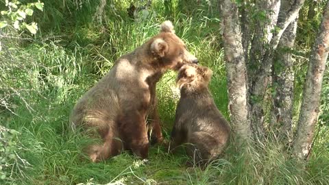 Grizzly Mother's Love and Tolerance with Cub