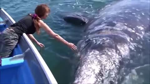 A brave woman playing with the big blue whale