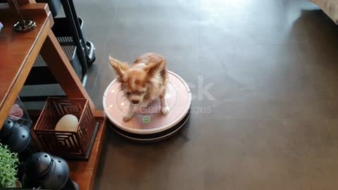 Dog playing on robot vacuum cleaner stock video