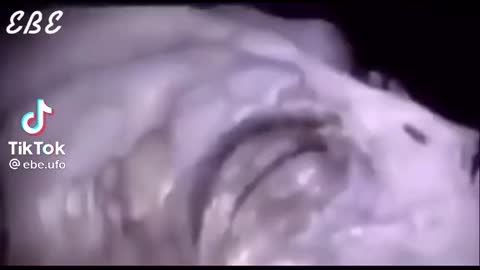 Leaked footage of a dead alien