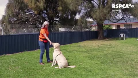 Dog trening video
