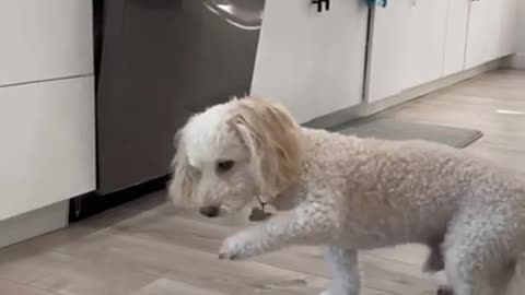 THE DOG DANCE FOR HIS FOOD