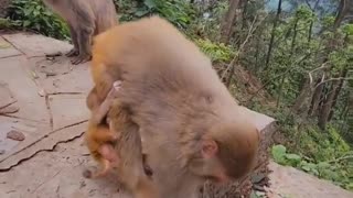 Newborn monkey babies are full of curiosity about the world