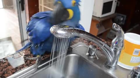 Funny Blue Hyacinth macaw parrot 🐦🐦🐦