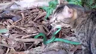 Courageous Cat Stares Down Snake