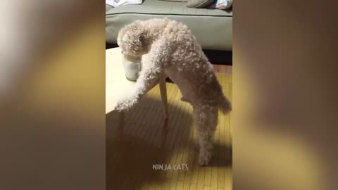 New Funniest Cats And Dogs Videos