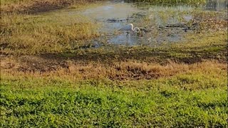 The nature zone: Another food looking for a meal, around a pond.