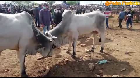 feira de tabira pernambuco