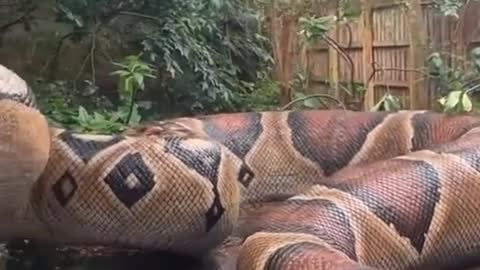 Cobra gigante