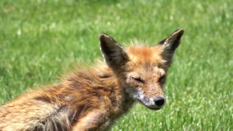 Scruffy fox sitting in field of grass