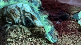 Juvenile Mexican Red Knee Tarantula Molting Time-Lapse