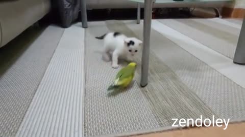 Lovely kitten with bird and cat