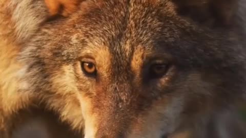 Wolf facts | animal facts | #explore #facts #interestingfacts