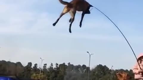 Flying dog! Chinese dog trainer's work