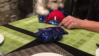 White grey dog opens blue wrapping paper christmas gift
