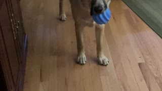 Dog Says he wants to play