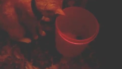 Watch this cat trying to get some treat from bucket