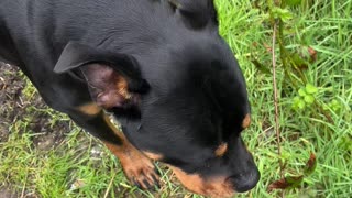 Rottweiler #rumble #youtube #dog #pets