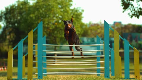 Dog Dobermann Slow Motion impressive