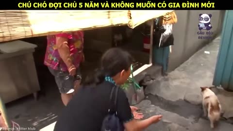 Chú Chó Alaska 140kg khiến mọi người phải trầm trồ vì sự Đáng Yêu __ Review Con Người Và Cuộc Sống