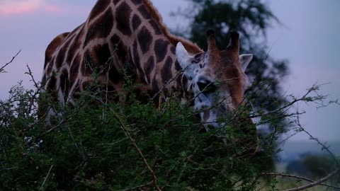 Beautiful Giraffe Eating Leaves