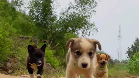 Dogs playing happily in the corn farm